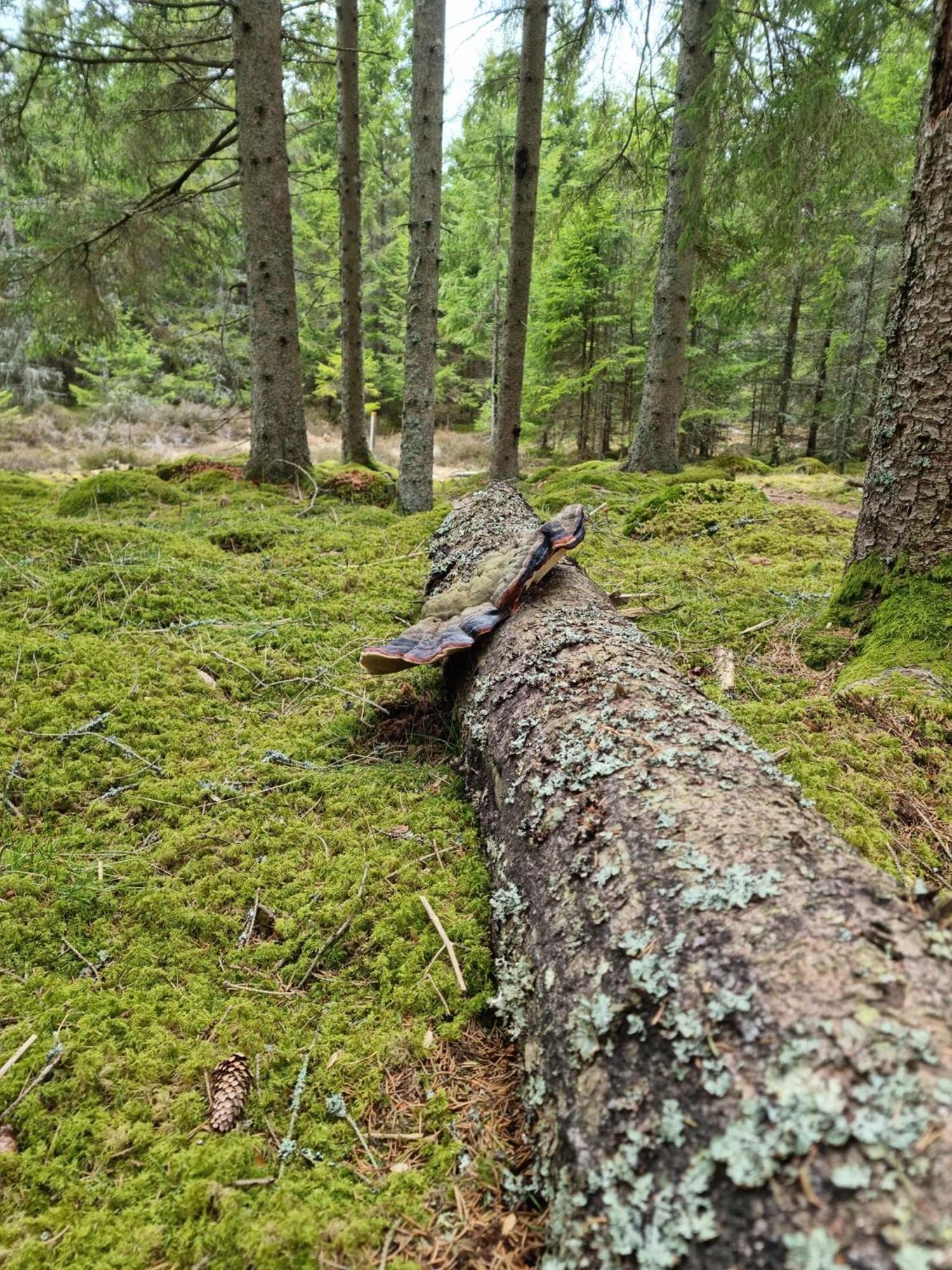 Newly Built With Jacuzzy And Sauna * Älmhult